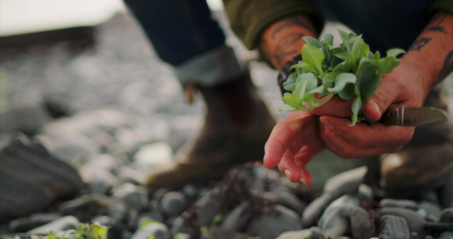 Foraging for local flavours around St. John’s. Photo credit: Jon Sturge