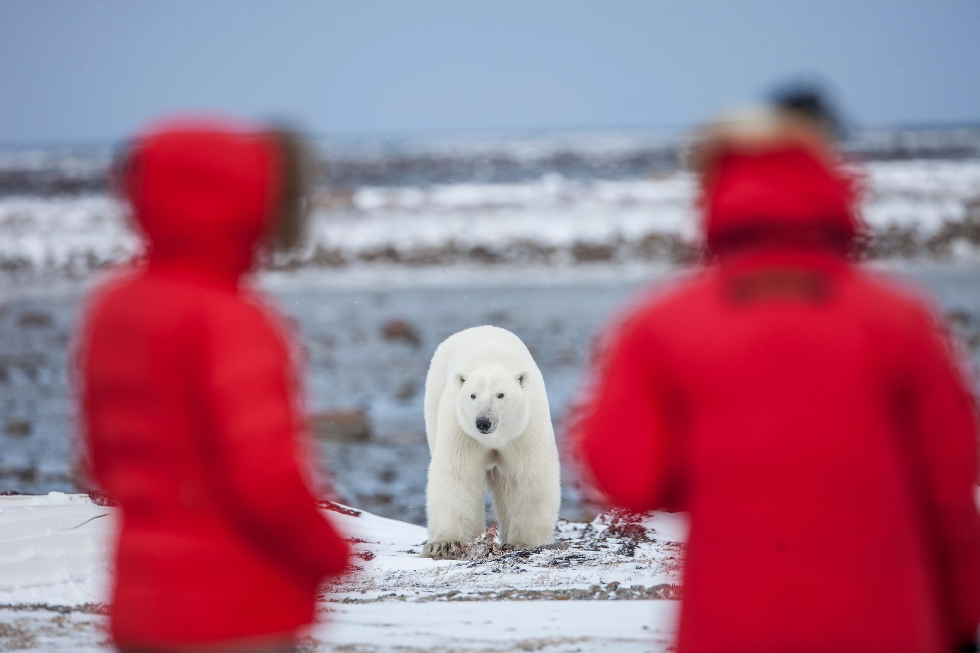 Photo of the Polar Bear Migration Fly-In Photo Safari, Hudson Bay, Nunavut 