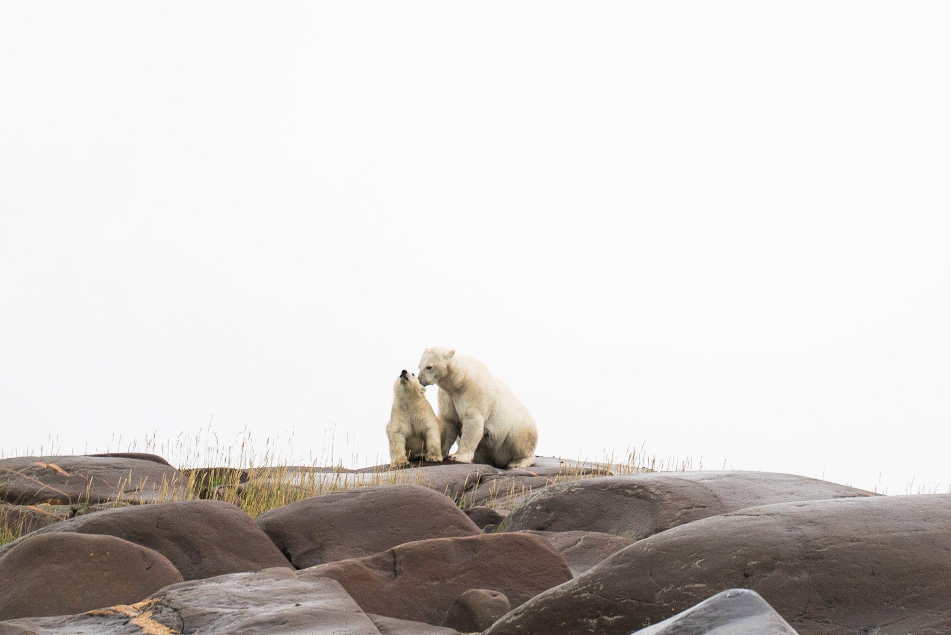 Two polar bears sit on the rocks