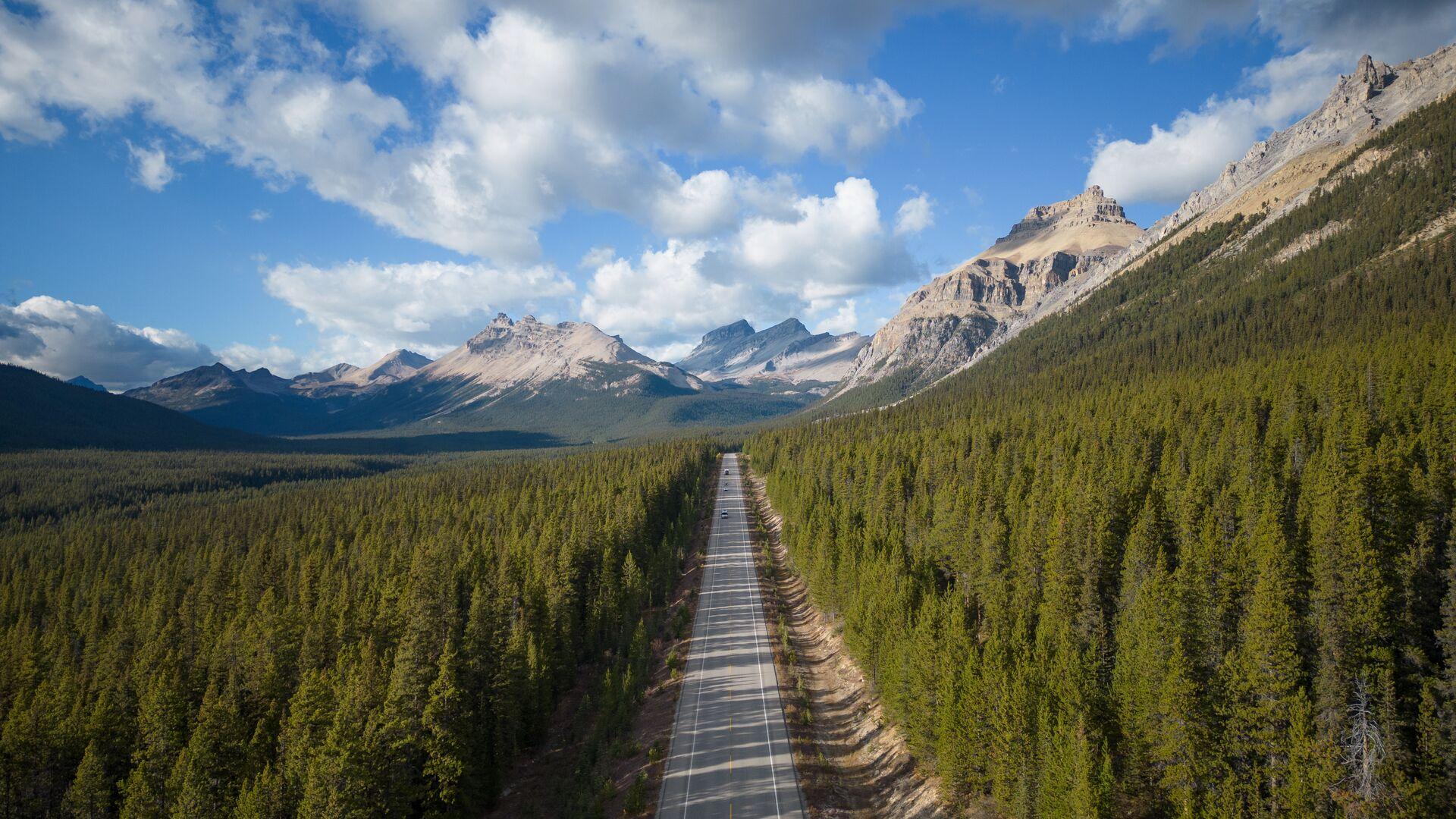 A road runs through an evergreen forest with mountains and blue sky in the background