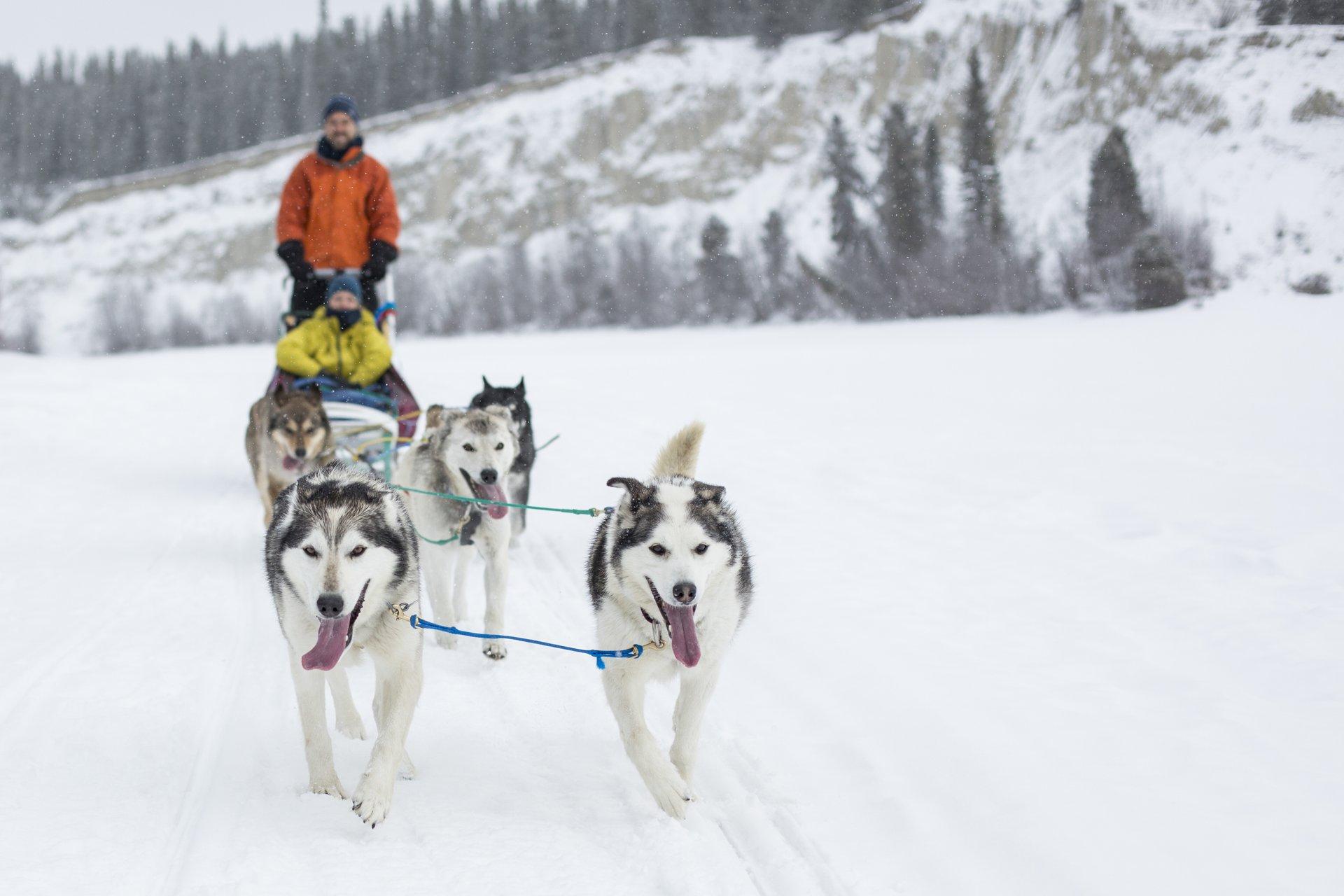two people dogsledding through the snow in whitehorse