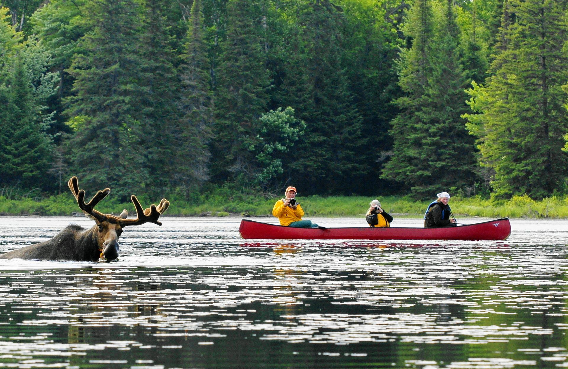 Algonquin Park - Credit: Voyageur Quest