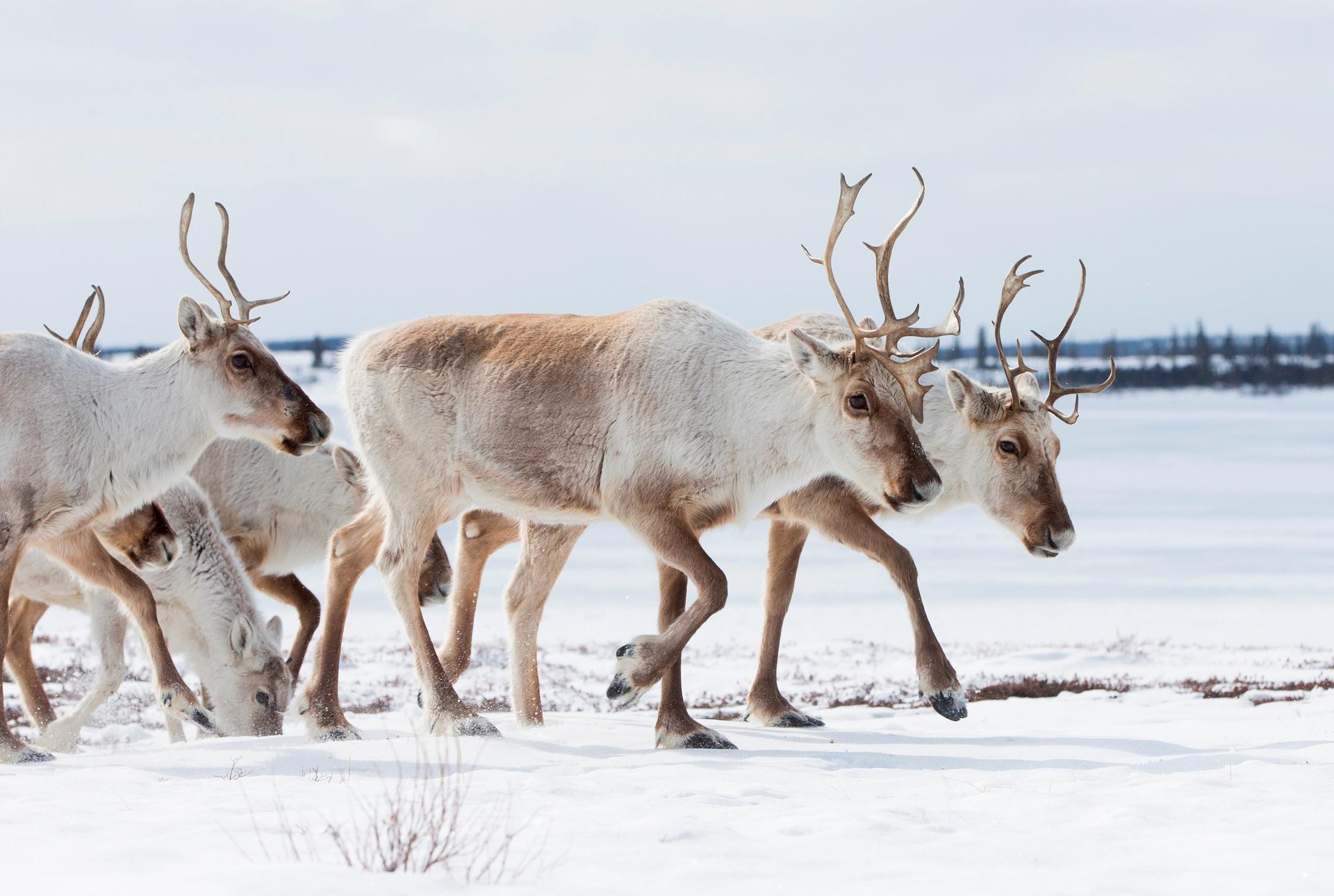 A caribou migration 