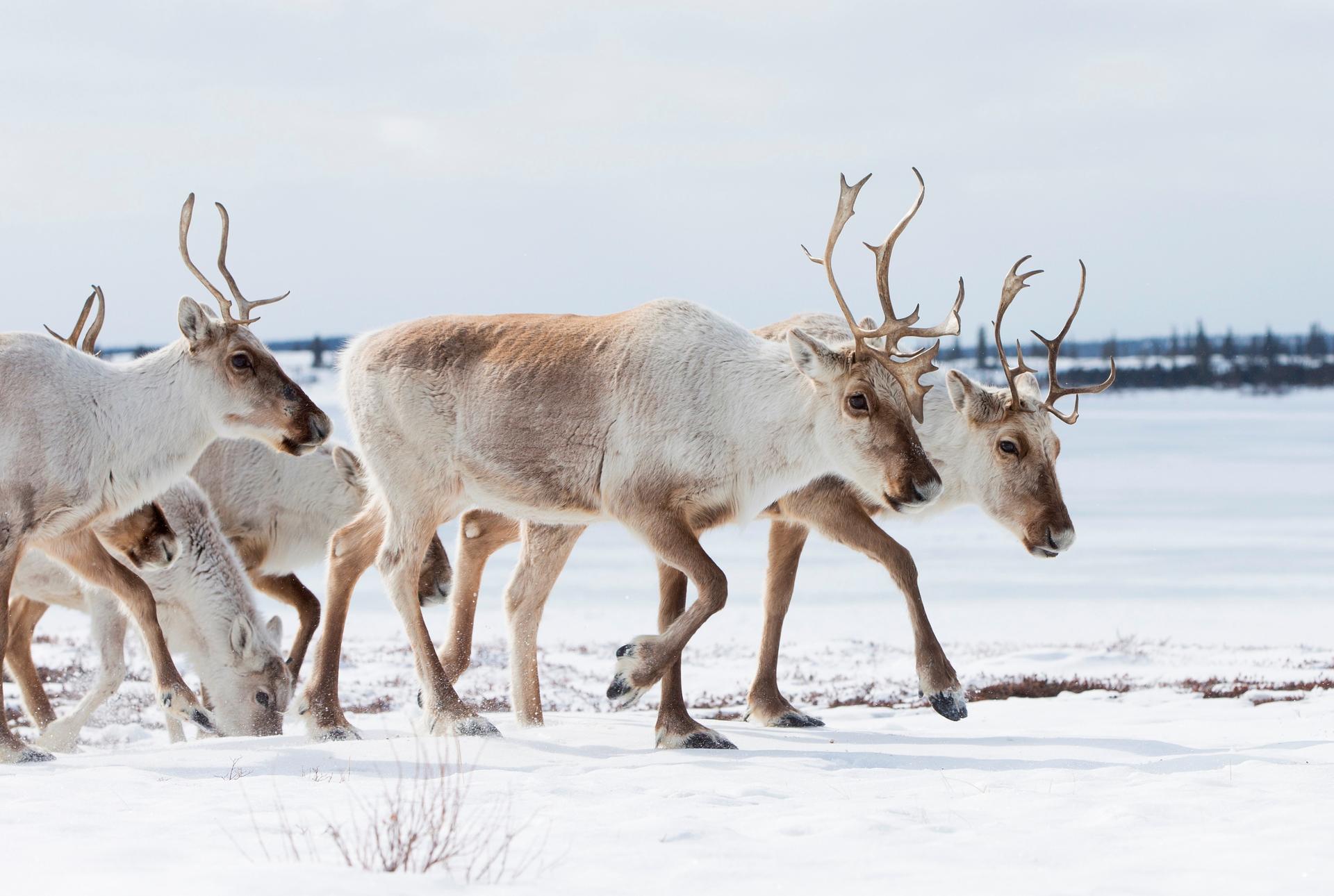 A caribou migration