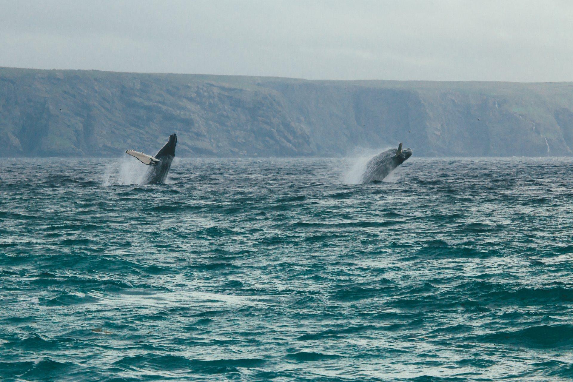 Les eaux près de Terre-Neuve-et-Labrador abritent 22 espèces de baleines.