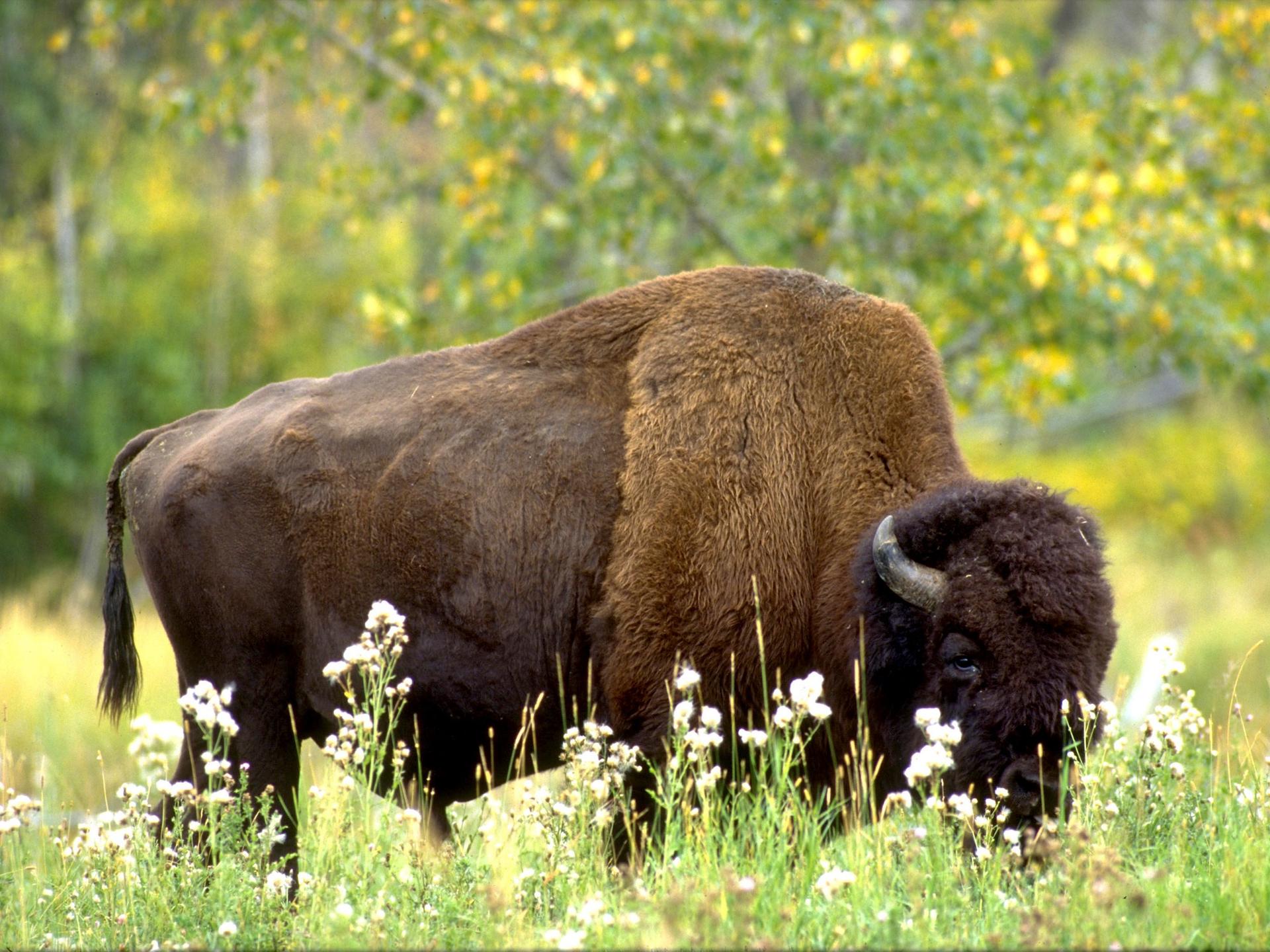 Le parc national Elk Island