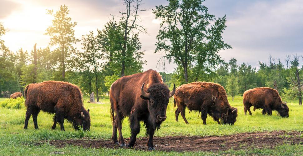 Troupeau de bisons paissant l’herbe au parc national Elk Island