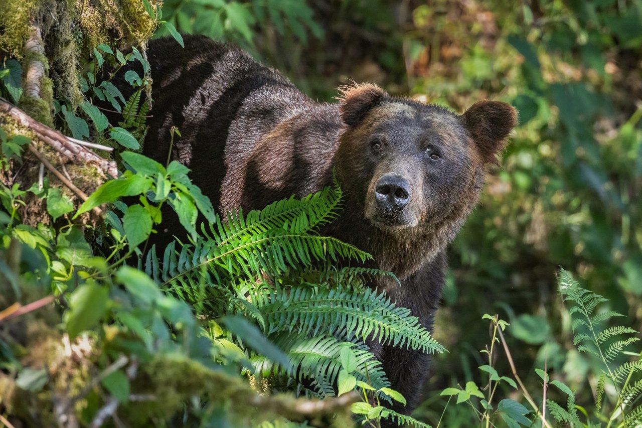 grizzly bear in the forest