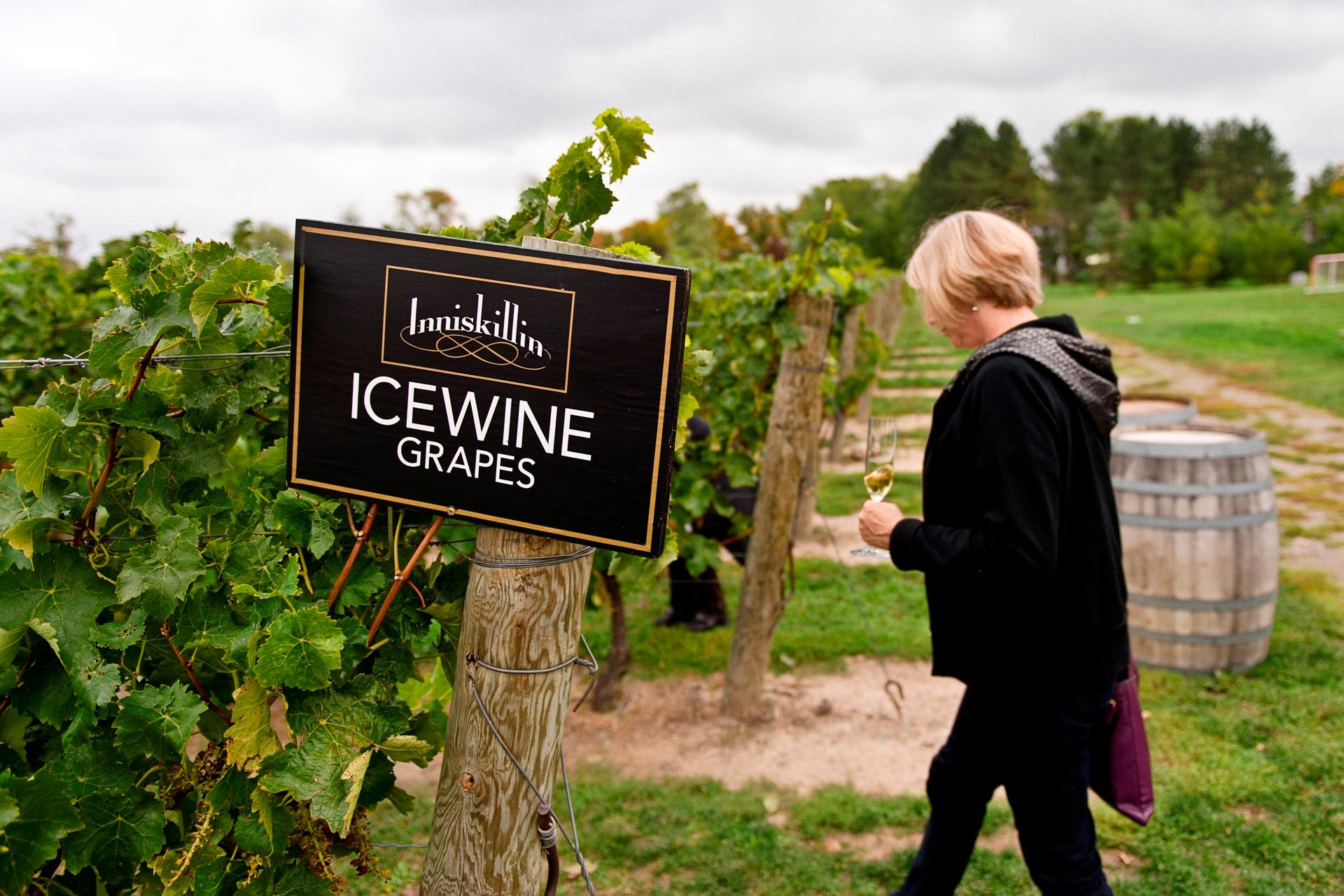 Inniskillin Ice Wines