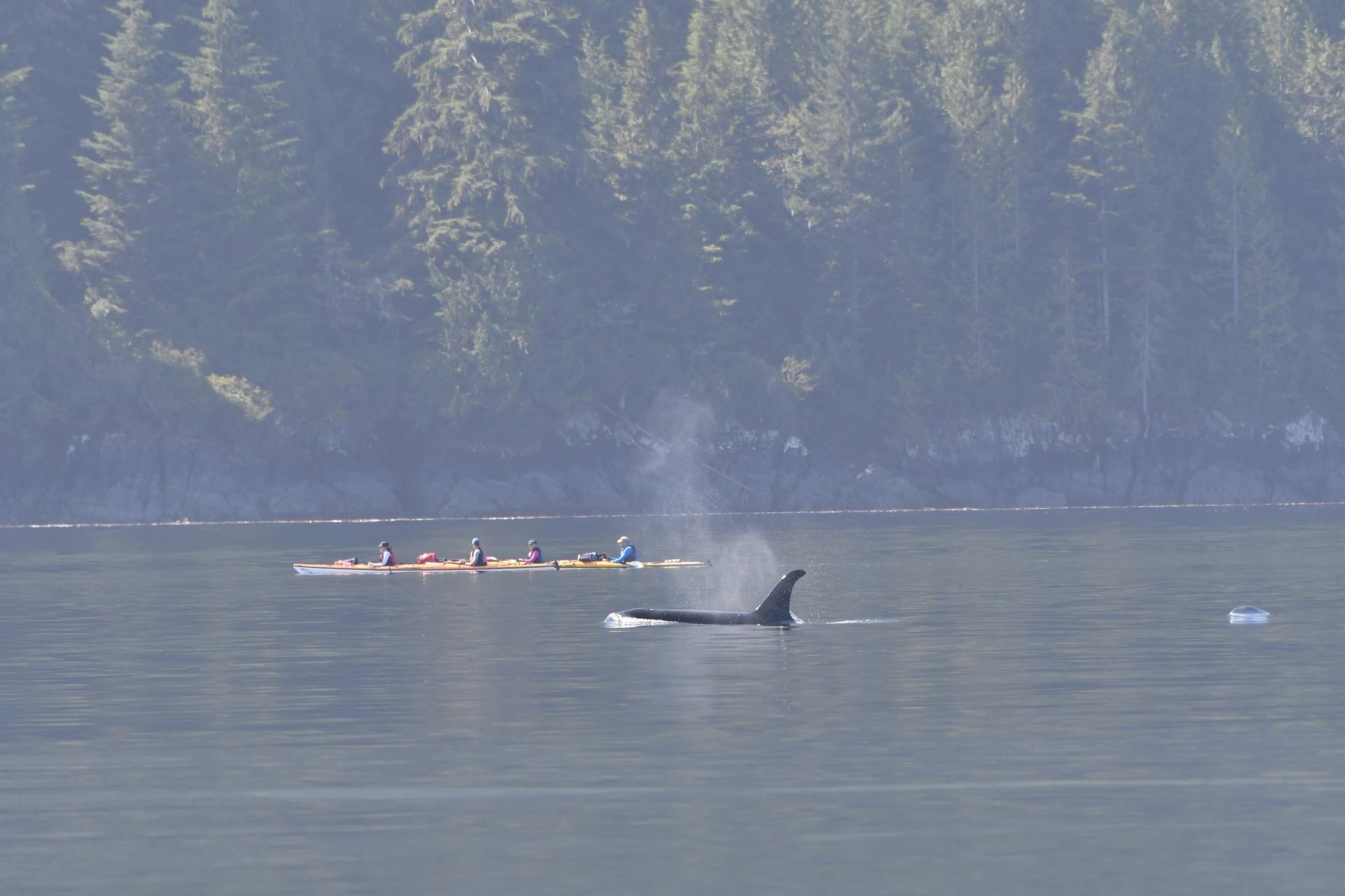 Kayaking British Columbia