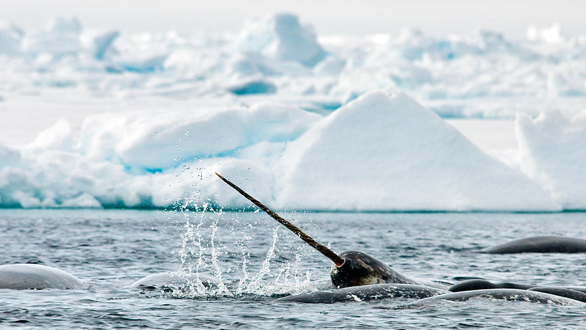 Narwhal 