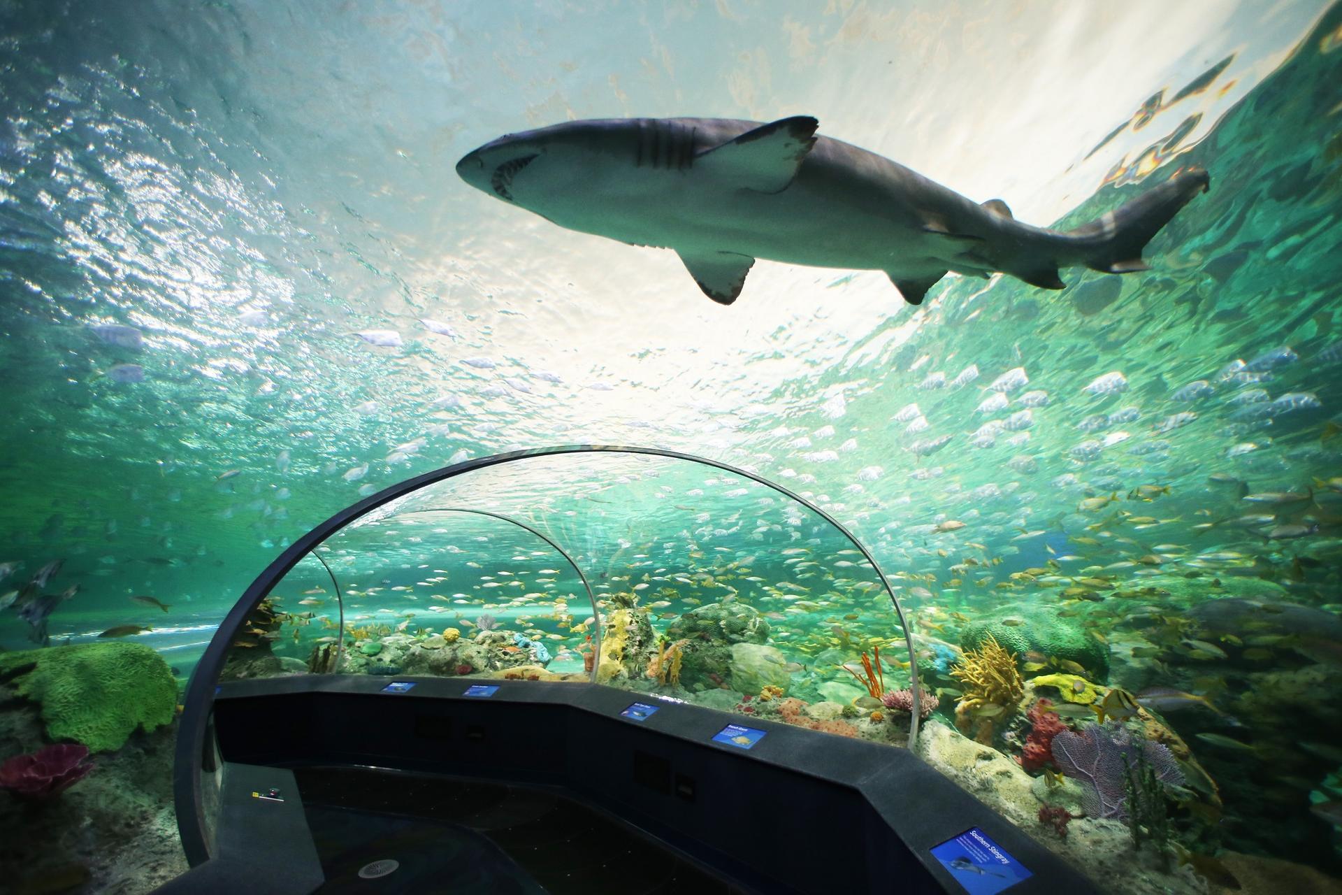 Ripley’s Aquarium of Canada, Toronto