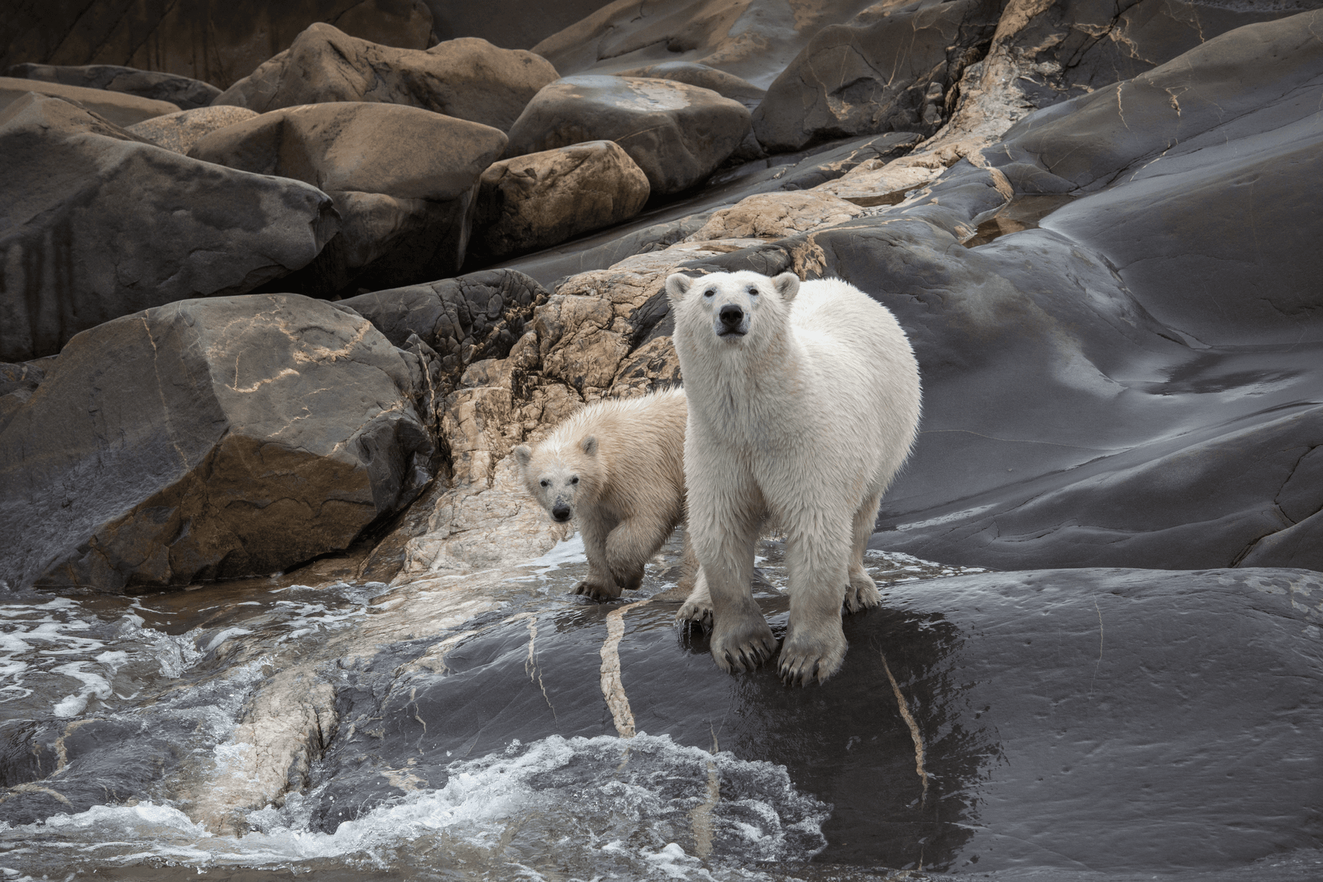 Polar bears, Churchill, Manitoba