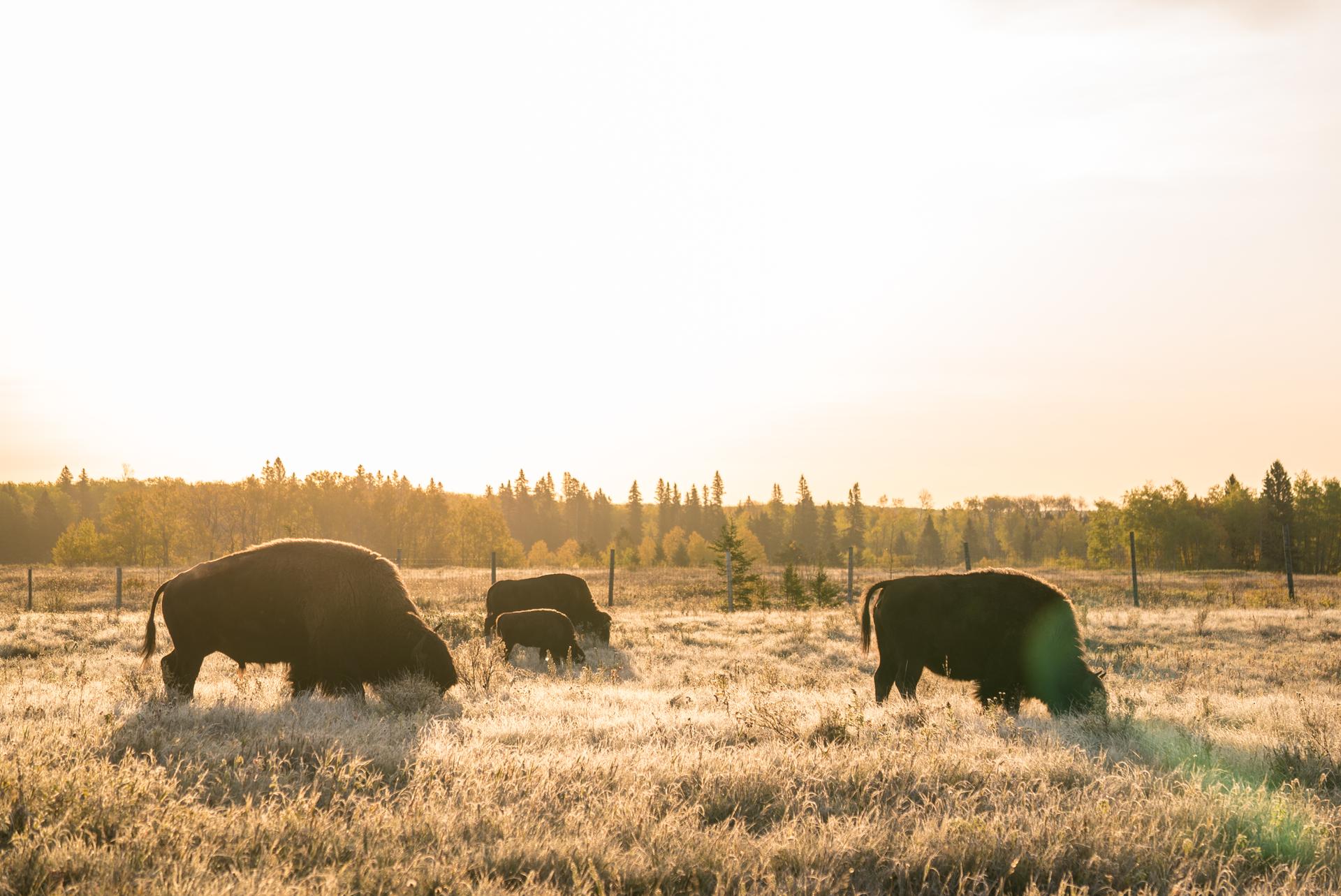Bison in Riding Mountain National Park - credit: Travel Manitoba