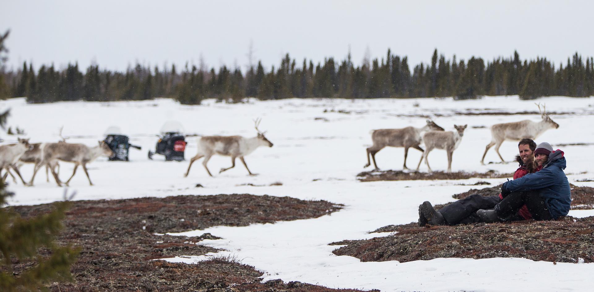 Being surrounded by a herd of migrating caribou will overwhelm and captivate your senses