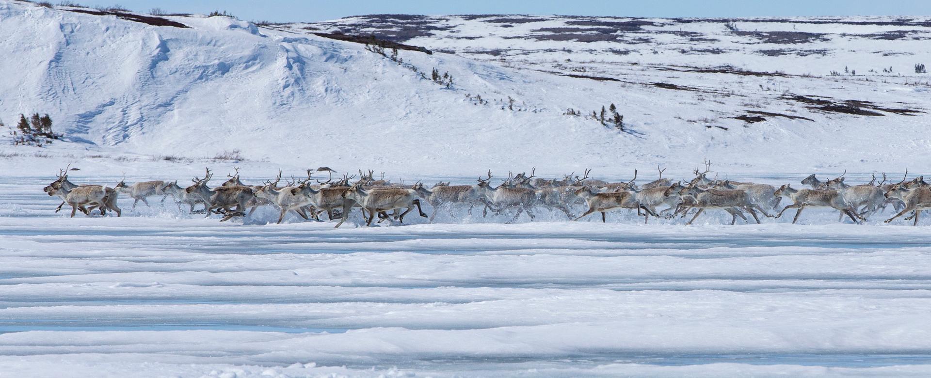 Over 300,000 caribou migrate past the Arctic Haven Wilderness Lodge each spring.