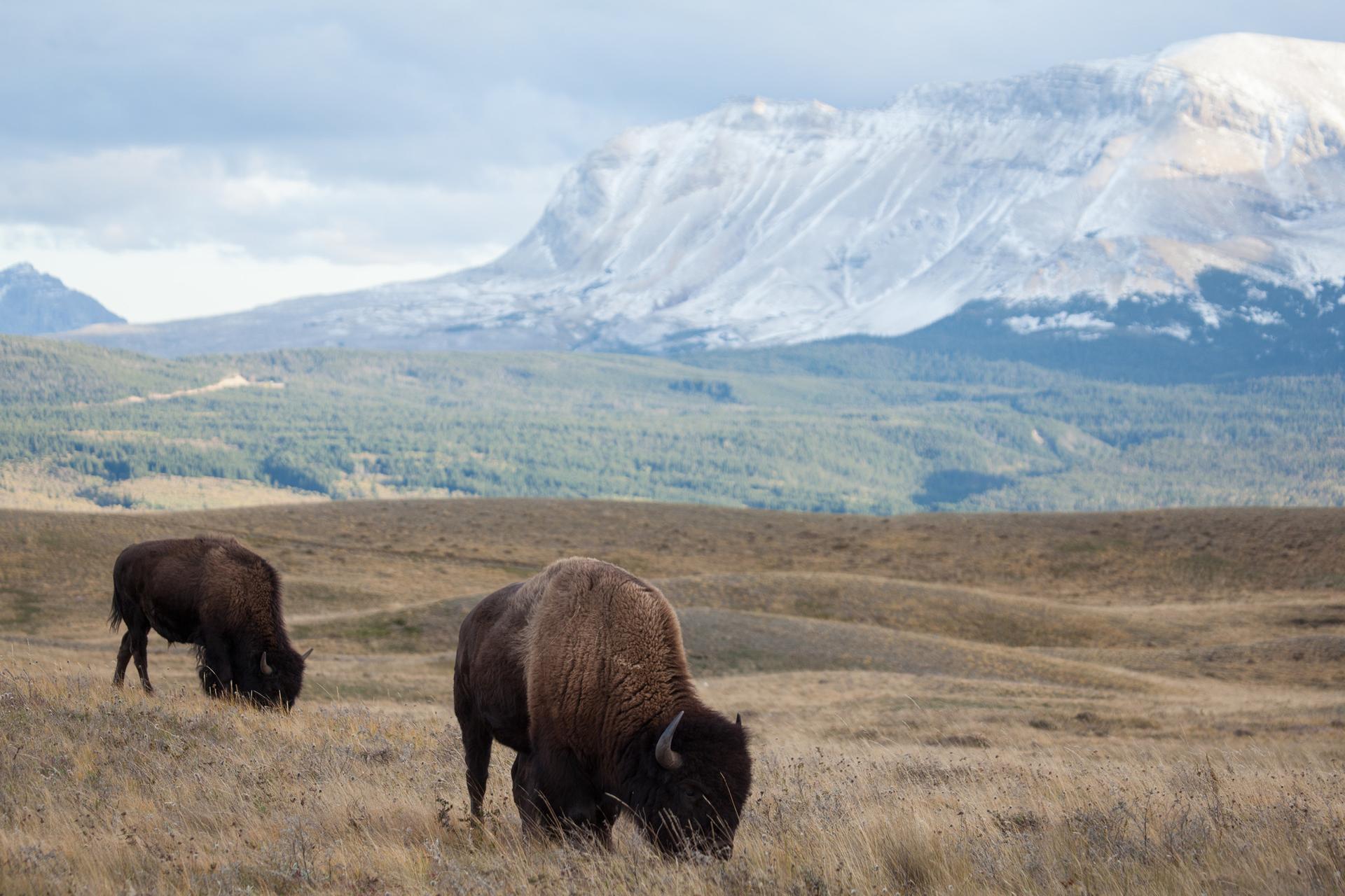 Bison grazing in the Waterton region of Alberta