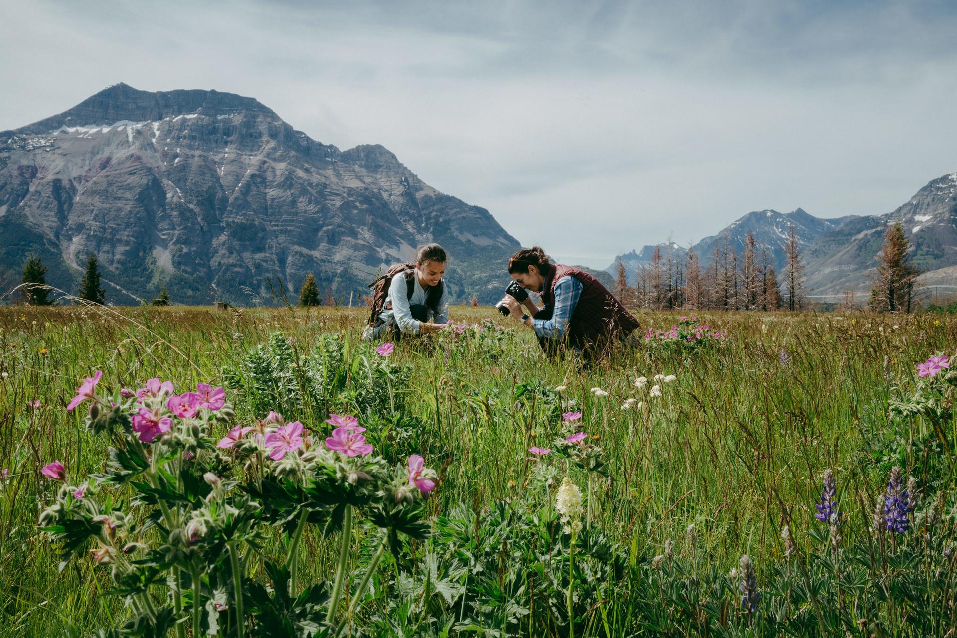 Photographing wildflowers during Waterton Wildflower Festival