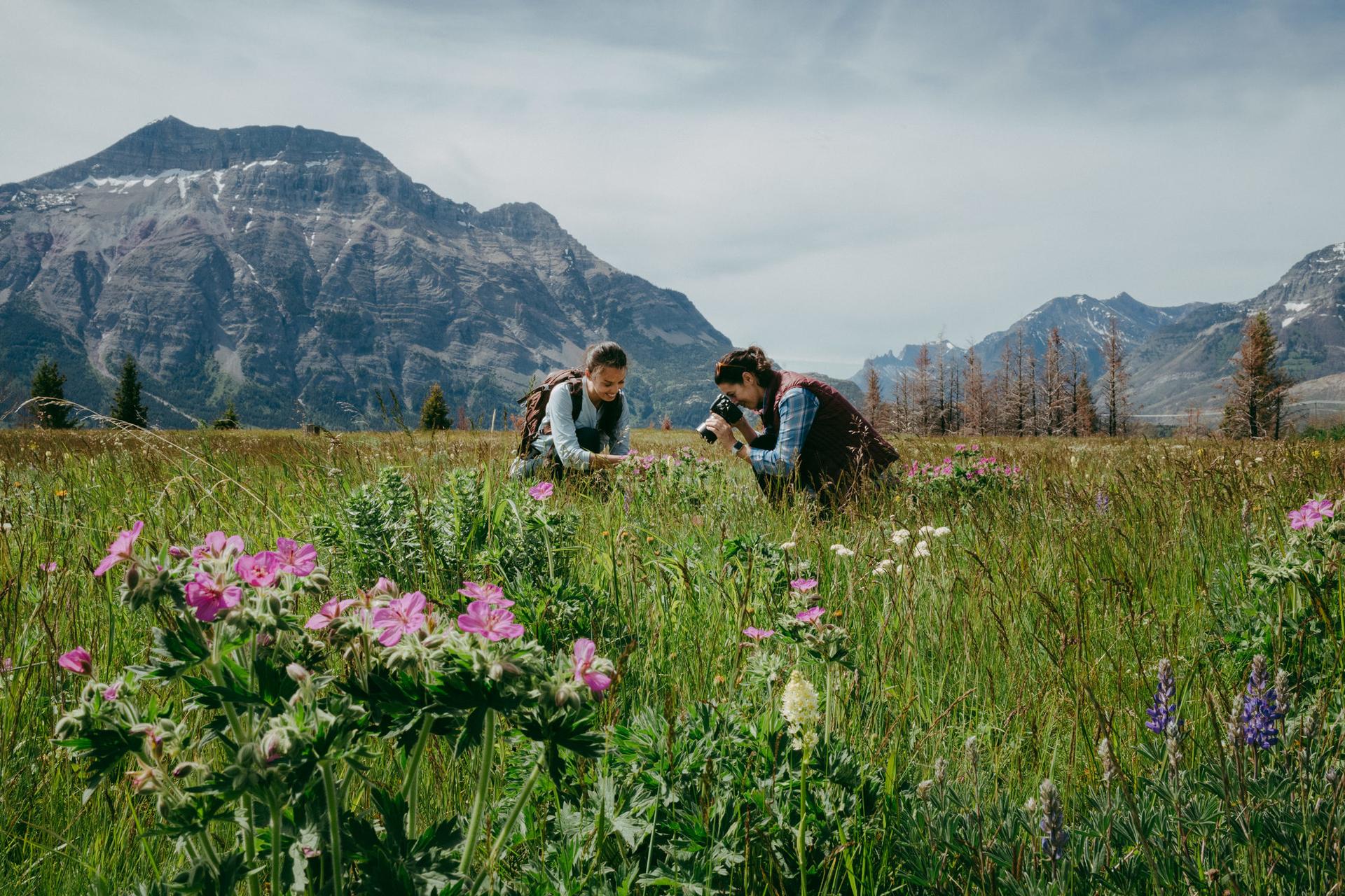 Photographing wildflowers during Waterton Wildflower Festival