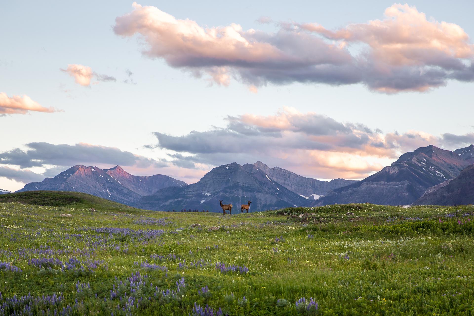 Deer in Waterton Lakes National Park