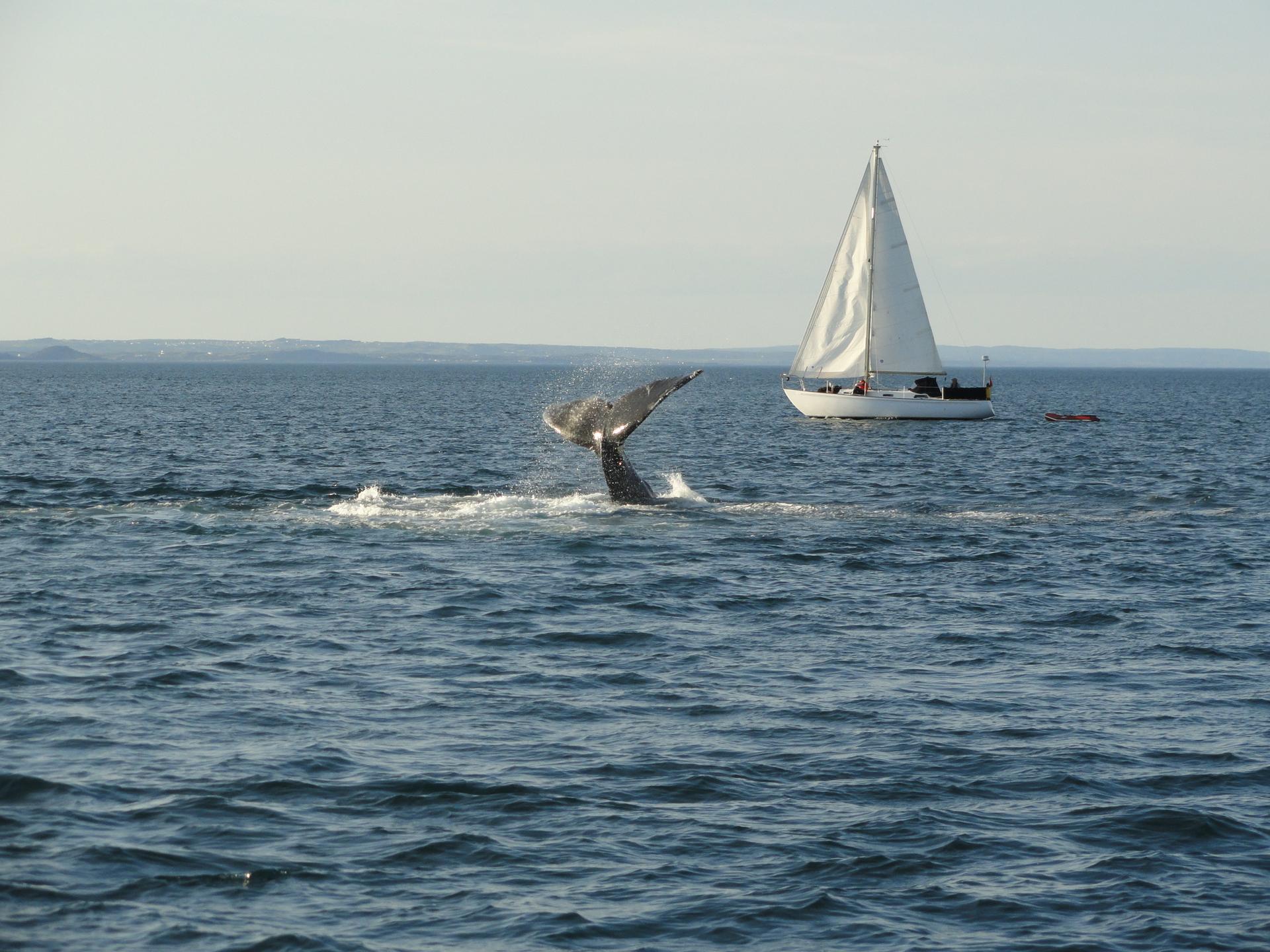 Whale Watching - Credit: Newfoundland and Labrador Tourism