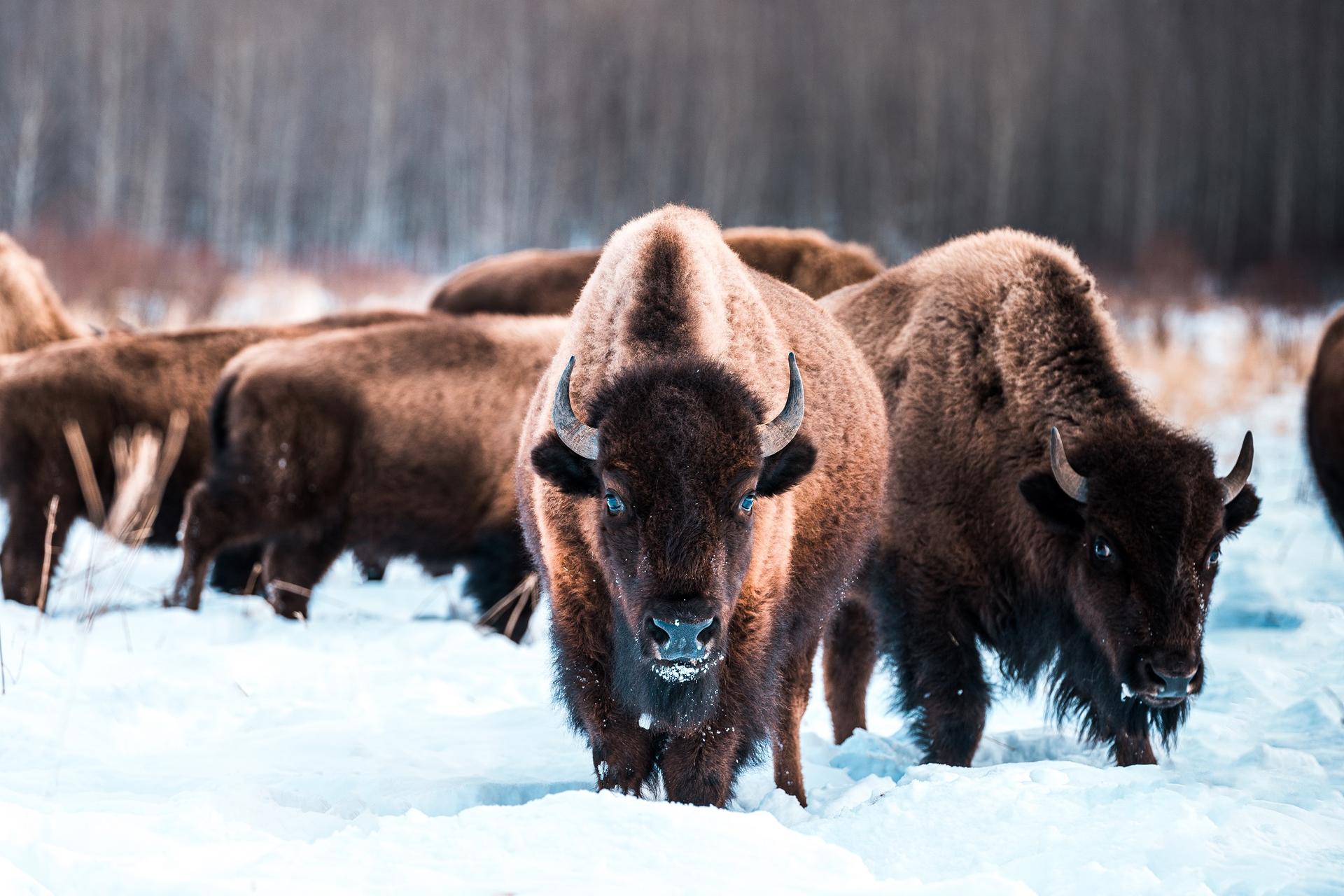 https://www.pc.gc.ca/fr/pn-np/ab/elkisland