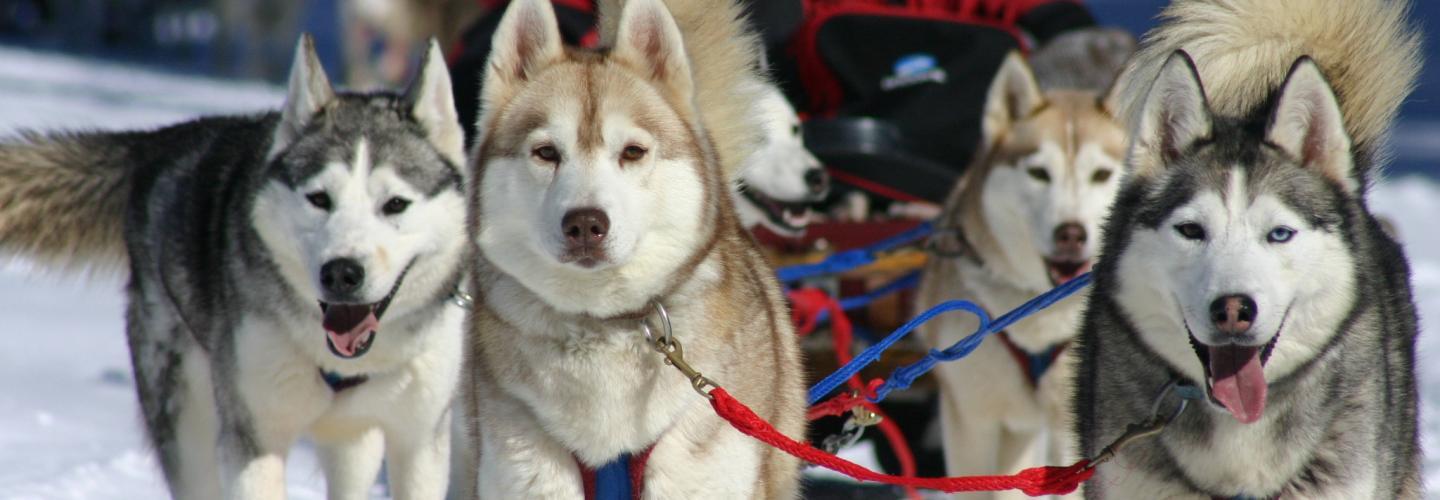 Winterdance Dogsled Tours Ontario