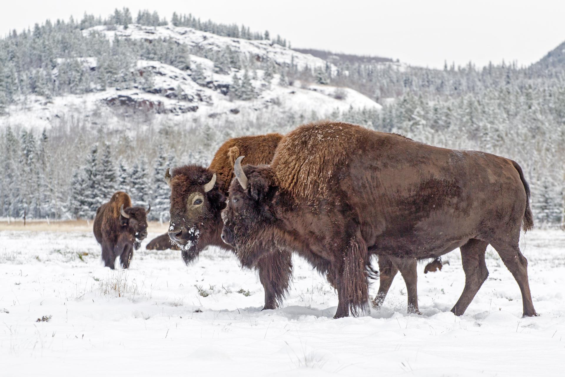 Yukon Wildlife Preserve