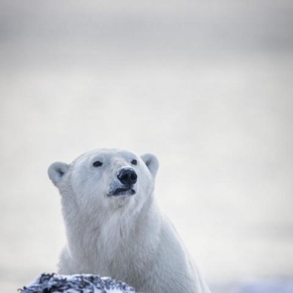 A polar bear on a rock