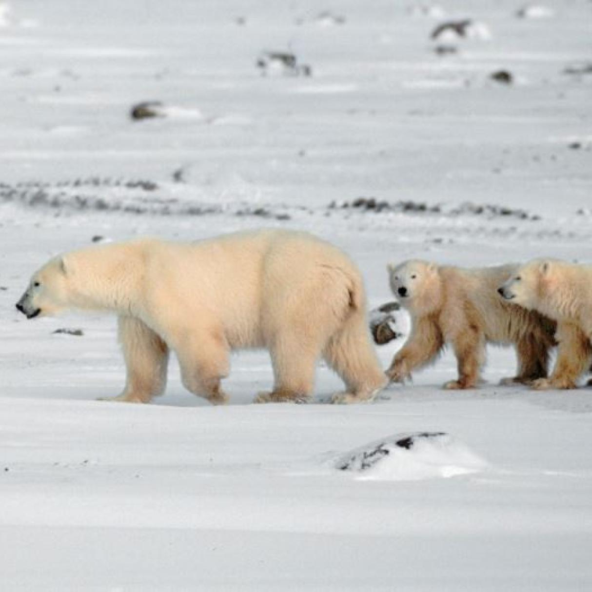 Polar bears in the snow in Churchill
