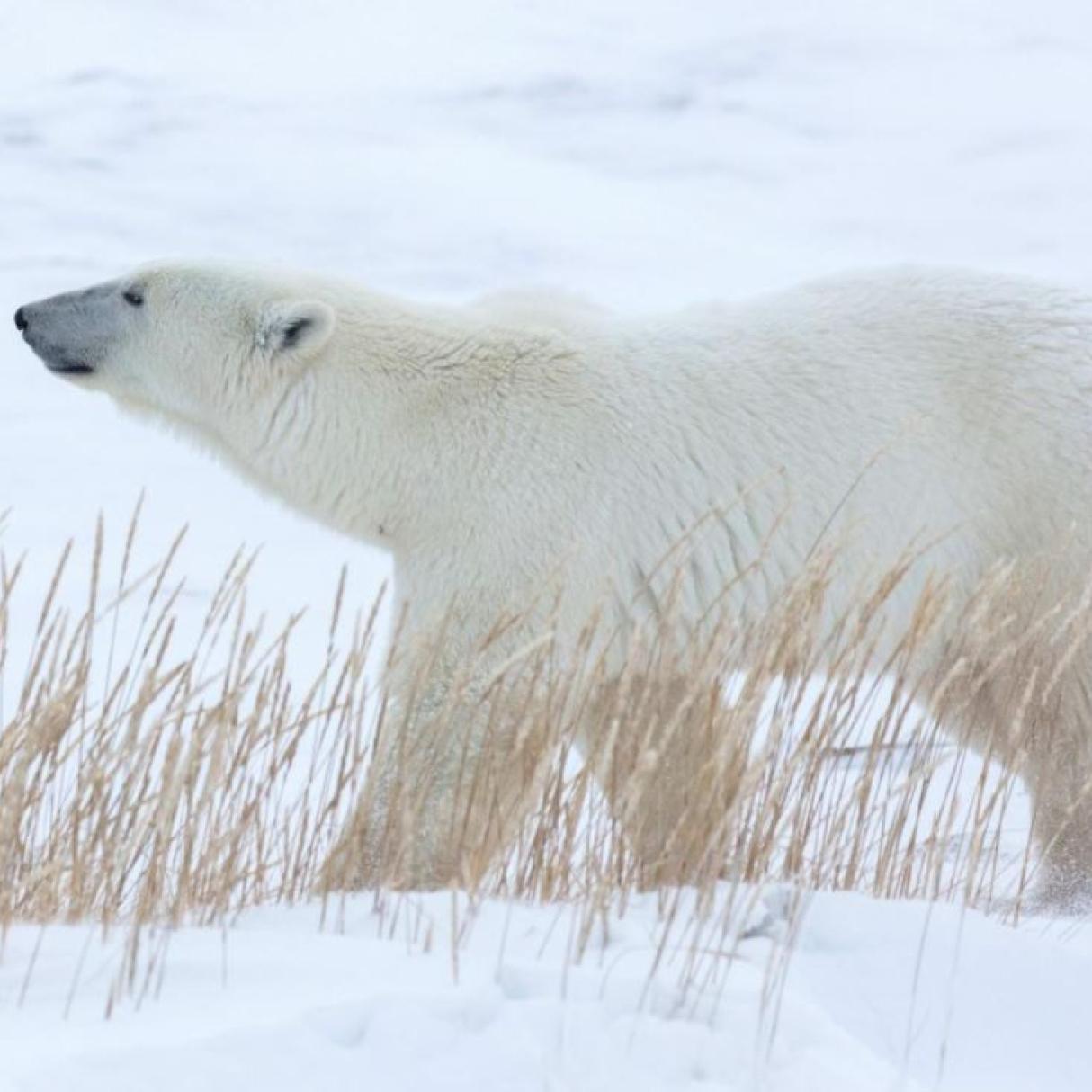 Polar bear in the snow in Churchill 