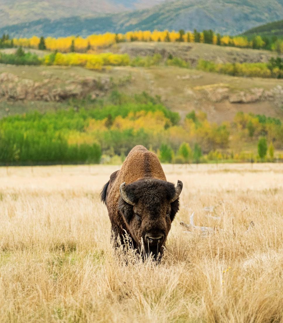 A bison in a field in the Yukon