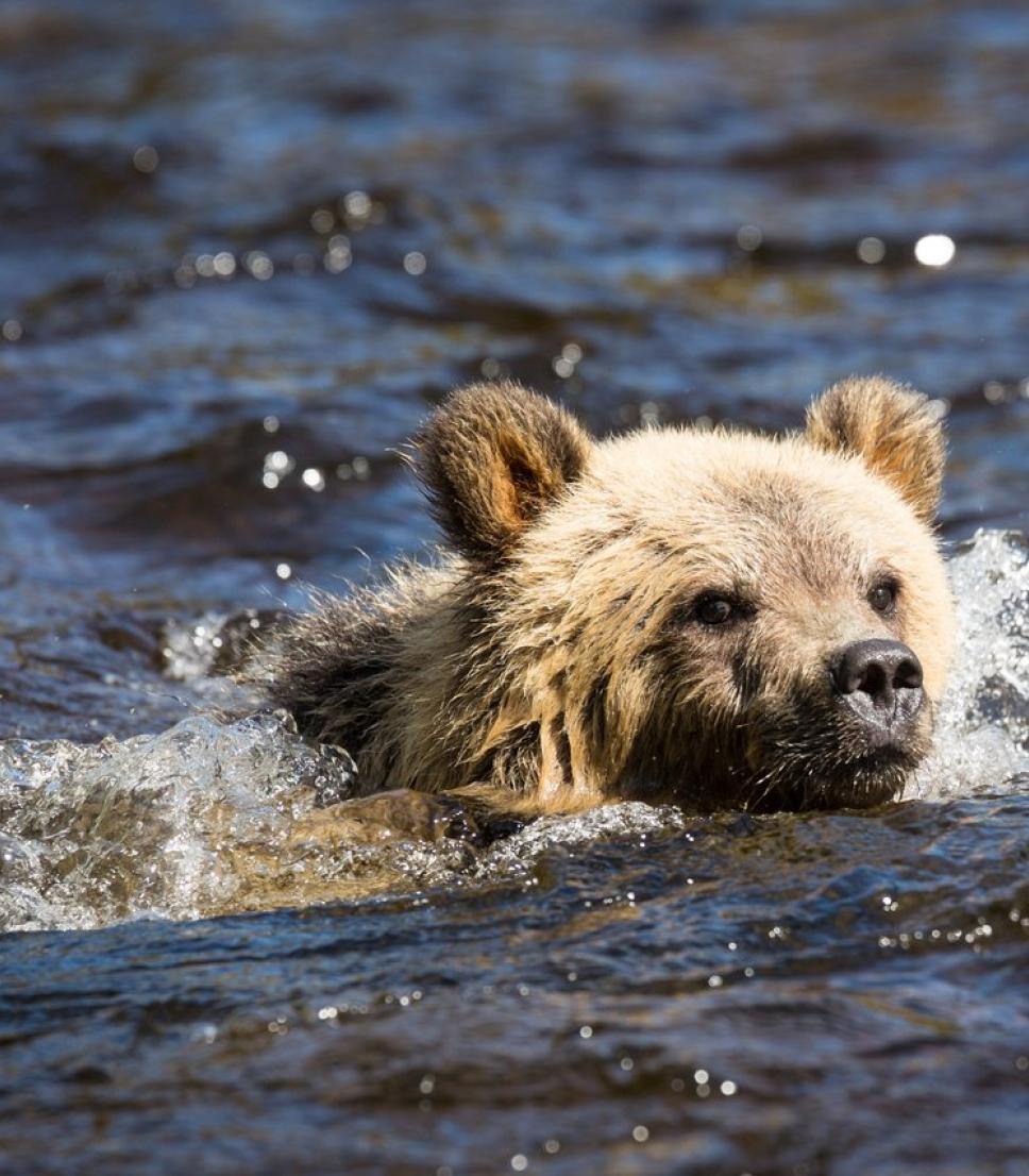 swimming cub bear